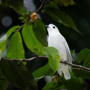 Snowy Cotinga