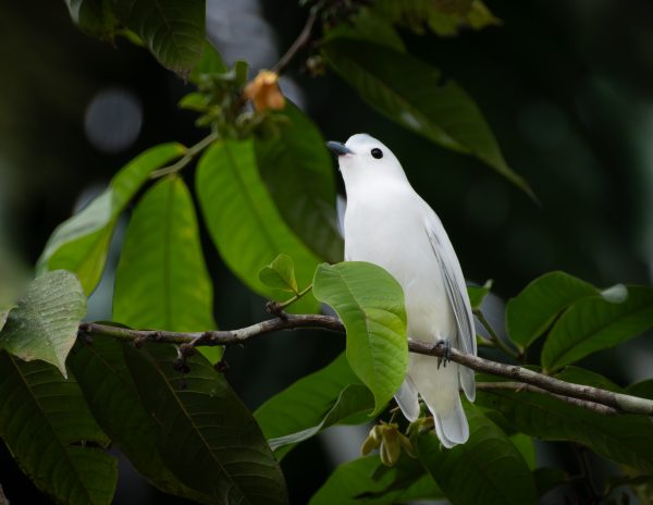 Snowy Cotinga