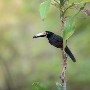 Day wildlife tours Panama