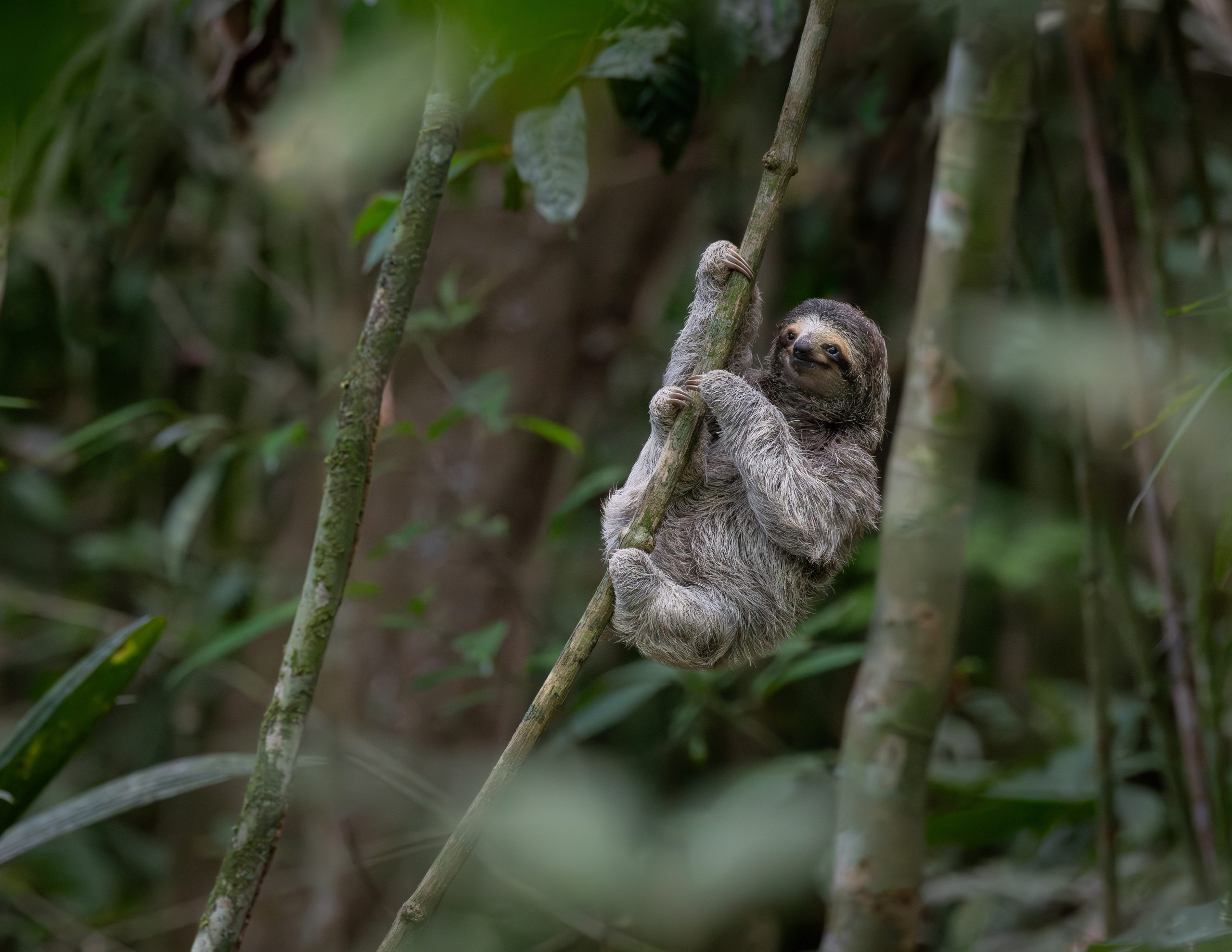 Sloth in Panama by Miguel Ibarra